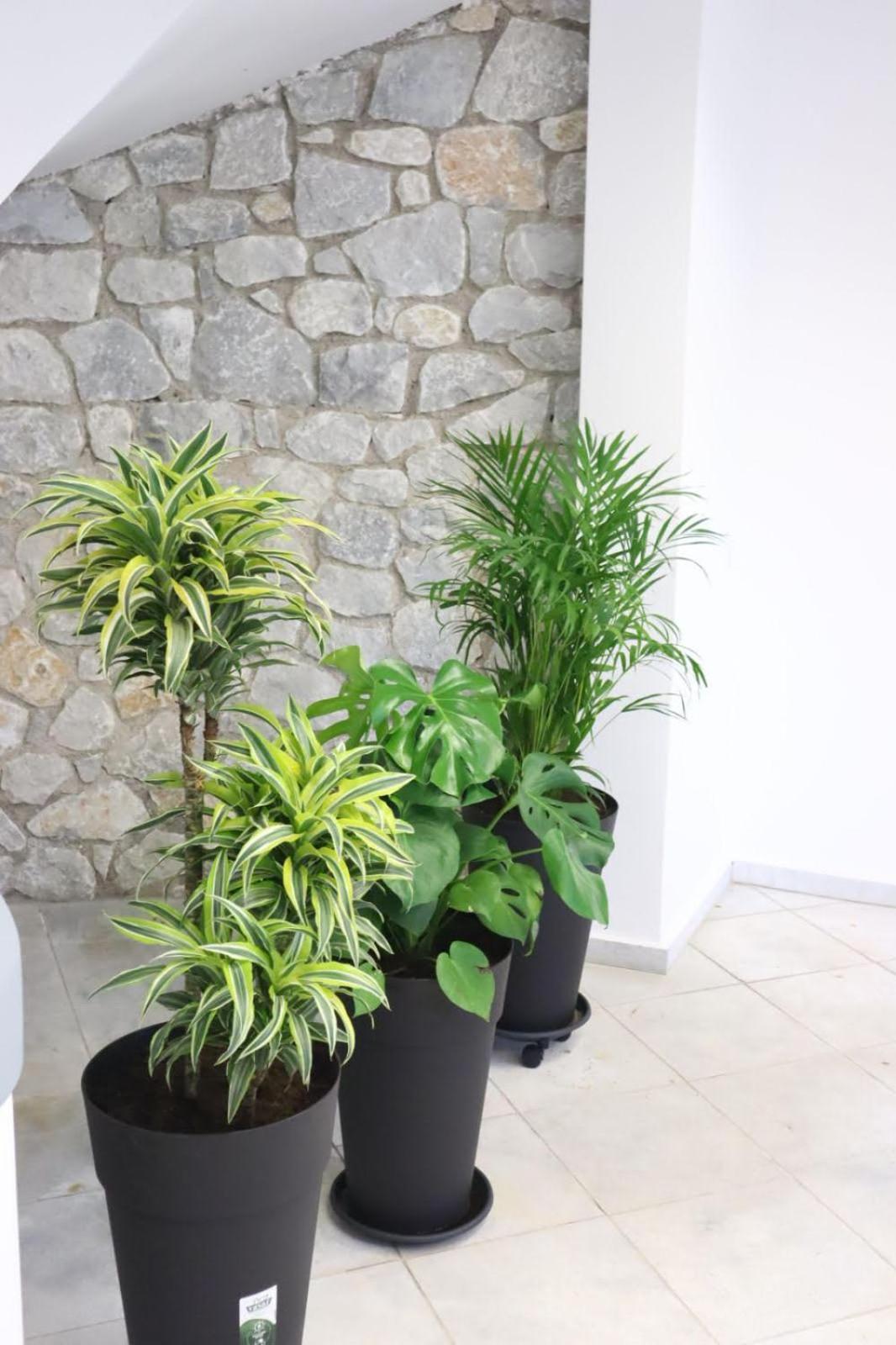 Eva'S Luxury Apartments No 2 Agios Spyridon  エクステリア 写真